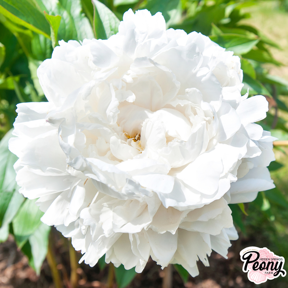 Mother's Choice Peony — Hidden Springs Peony Farm